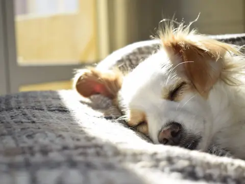 A healthy puppy asleep on a soft blanket in a sunny room